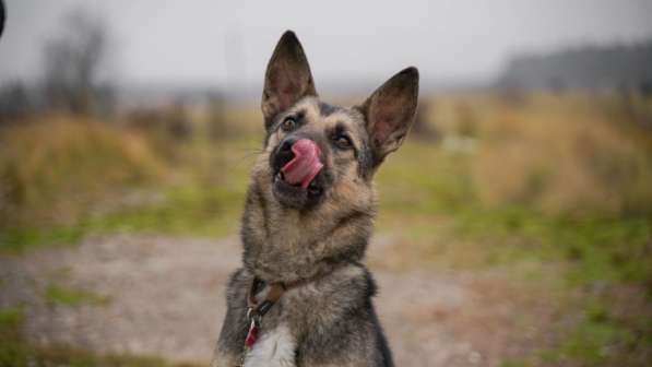 Потешная Рони в Москве фото 16