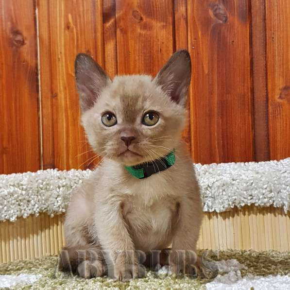 Бурманские котята в Челябинске фото 3