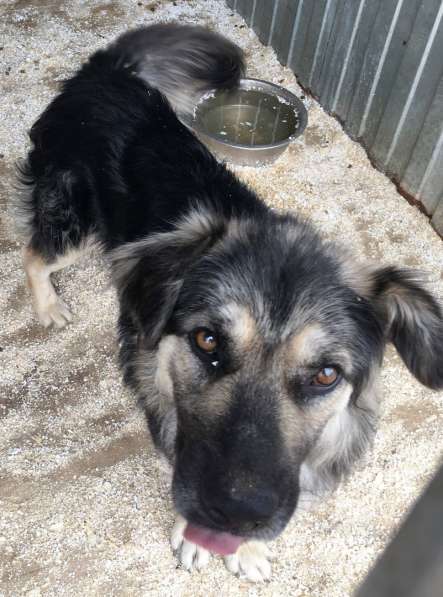 Собачка Дори- милейшее создание в Челябинске фото 3