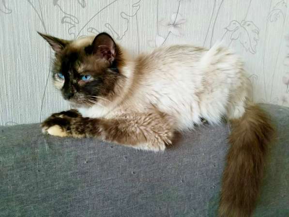 Невская красавица Сильва мечтает обрести дом в Москве фото 12