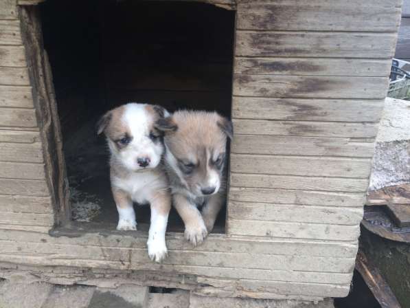Два щенка австралийской пастушьей собаки в Санкт-Петербурге фото 3