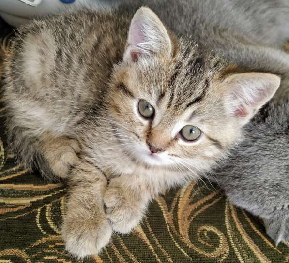 Шотландские котята в Москве фото 17