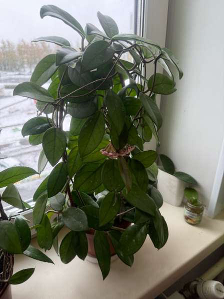 Продам цветы ходи