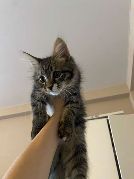 Отдам котика в добрые ручки в Набережных Челнах фото 3