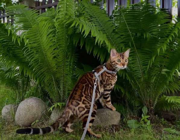 Бенгальский кот