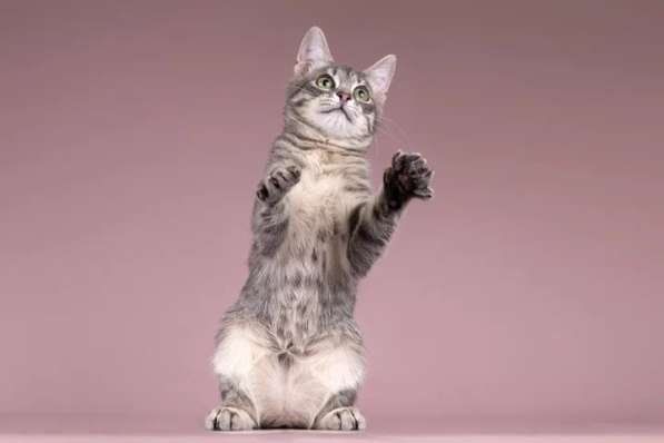 Милая девочка-котенок Маруся в добрые руки в Москве фото 3