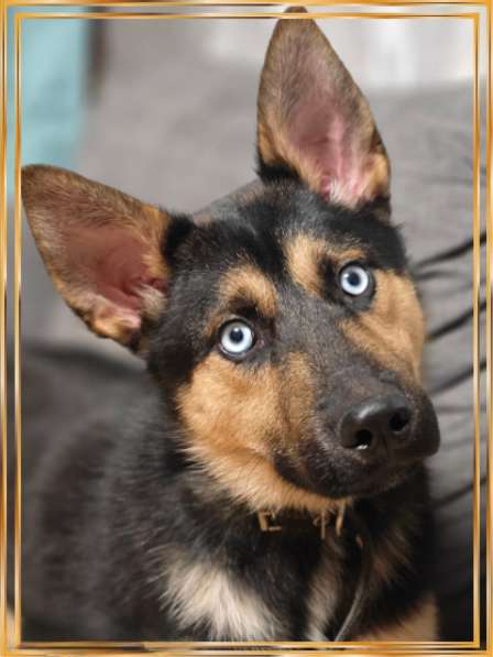 Шепси Диего даром