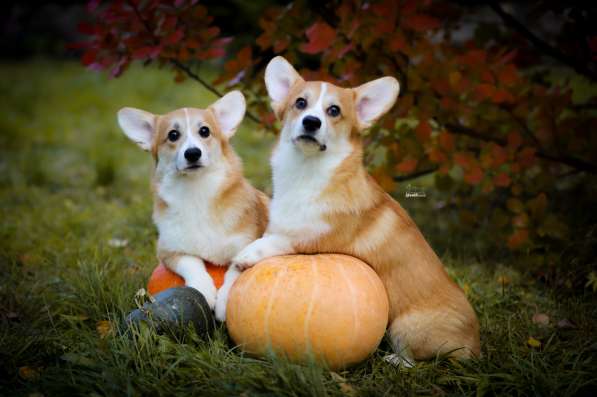 Щенки вельш корги пемброк в фото 7