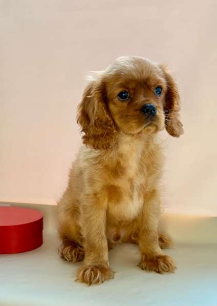 Кавалер Кинг Чарльз спаниель в Москве