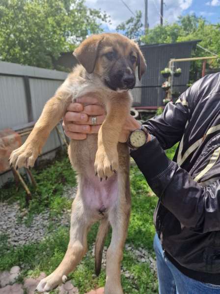 Щенки бесплатно в добрые руки в Екатеринбурге фото 3