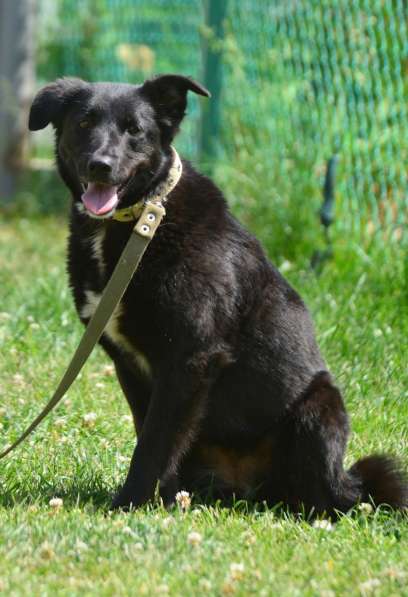 Герда в поисках самого верного друга в Санкт-Петербурге