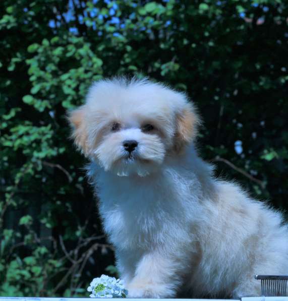 Мальтипу Ф1 щенки мини в Москве фото 5