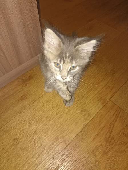 Продам котёнка- мейн-куна, девочку в Череповце