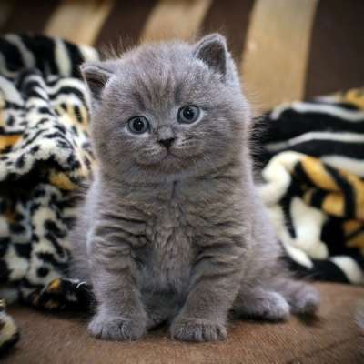 Настоящие британские котята! в Москве фото 4