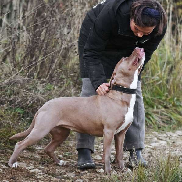 Молодая питбуль Бежа в дар в Москве фото 10
