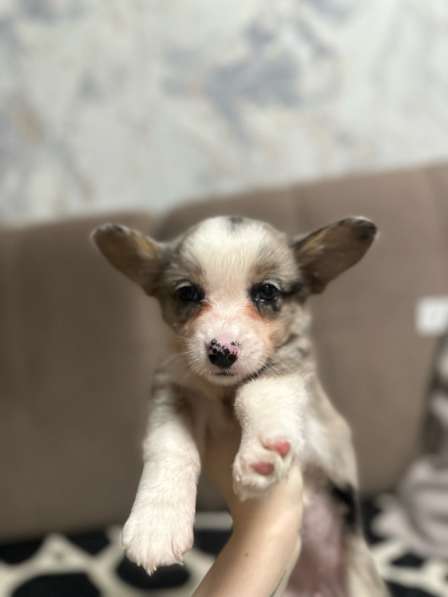 Корги кардиган в Павловском Посаде фото 6