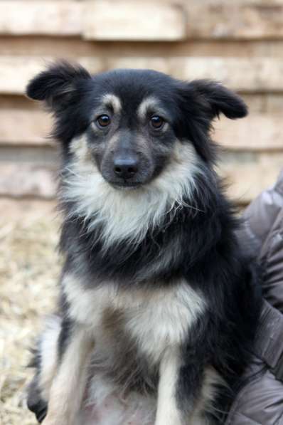 Метис шпица пушистый пёсик Даниэль в дар в Москве фото 4