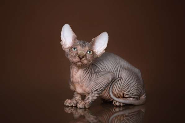 Гуманоид? Котёнок Эльф, бамбино, двэльф, сфинкс! в Ярославле фото 6