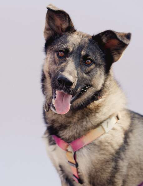 Ласковая и весёлая Мира