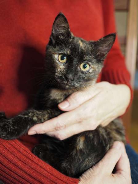 Трехцветный котёнок Пеппи в добрые руки в Москве фото 6