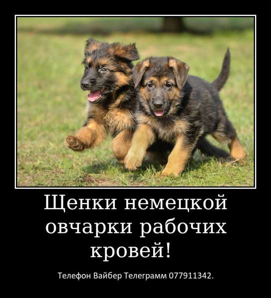 Щенки немецкой овчарки стандартного окраса! в фото 16