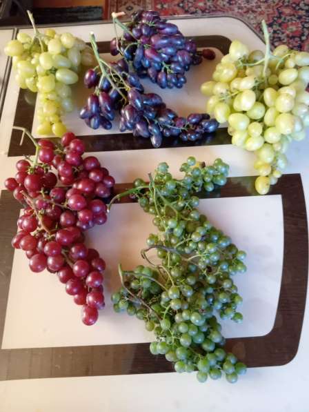 Саженцы винограда Южного Подмосковья в Чехове фото 7