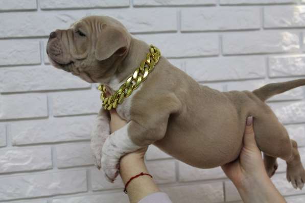 Шикарные щенки Американ Булли покет в фото 14