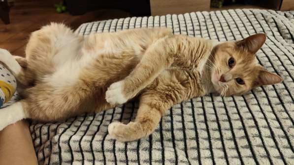 Отдам в хорошие руки котика в Санкт-Петербурге