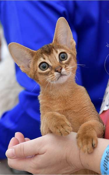 Абиссинские котята