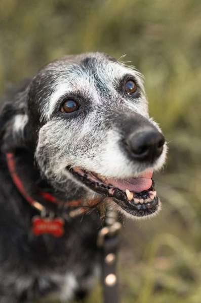 Спокойная мудрая Джулия ищет теплый уголок! в Москве фото 6