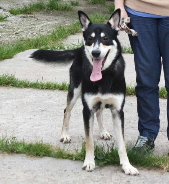 Кекс в поисках своей семьи в Москве фото 6