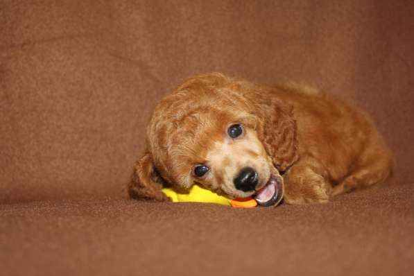 Щенок карликового пуделя в Москве фото 5