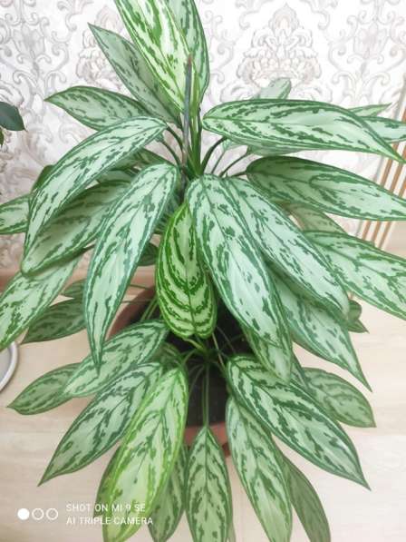 Цветок в горшке в Грозном