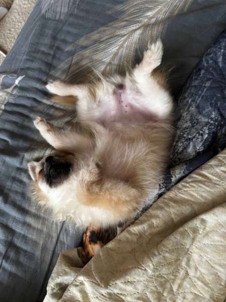 Шпиц в Сыктывкаре фото 4