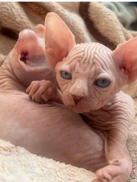 Котёнок сфинкс эльф в Анапе