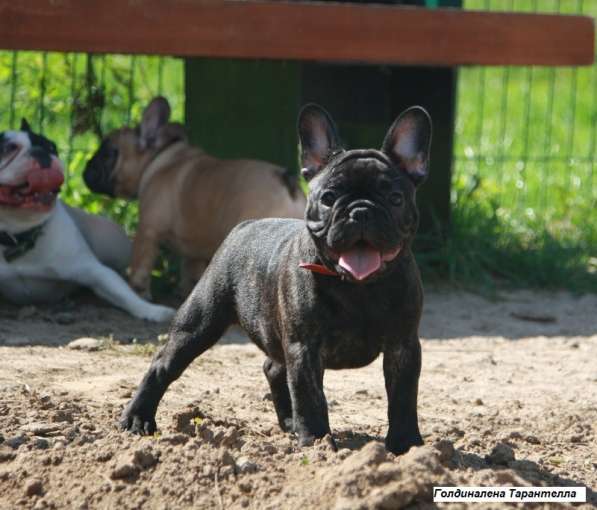 Французский бульдог щенки