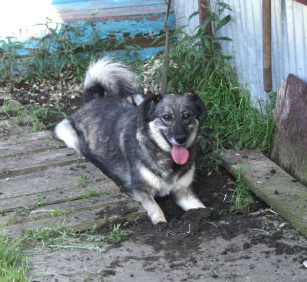Ласковая, жизнерадостная позитивная Златочка ждет свою семью в Москве фото 6