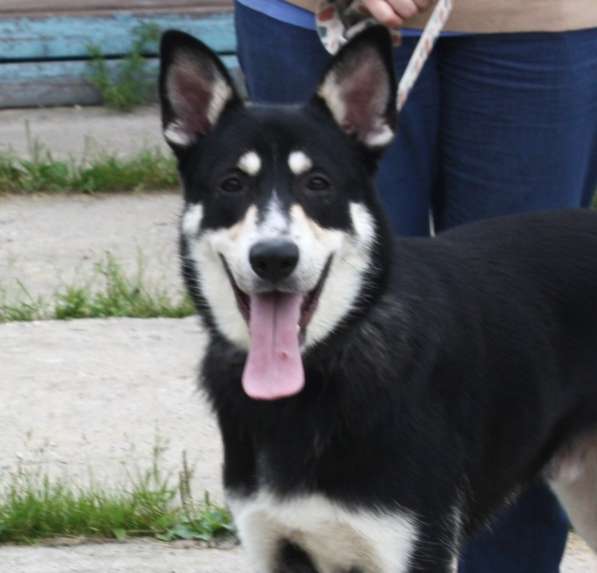 Кекс в поисках своей семьи