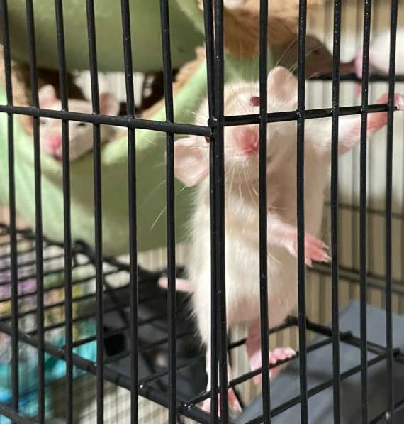 Крысы Дамбо(крысята) в Курске фото 7