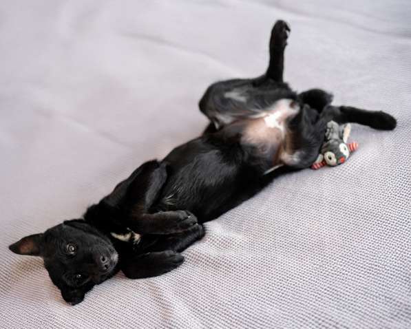 Маленькая Молли ищет свой дом! в Москве