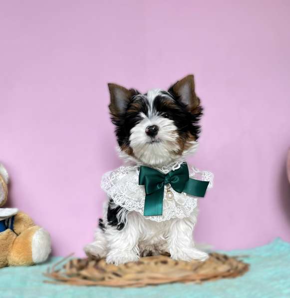 Бивер йоркширский терьер в фото 5