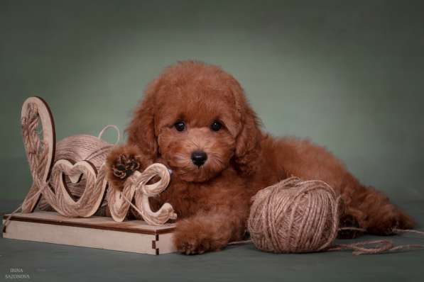 Той пудель девочка в Москве фото 11