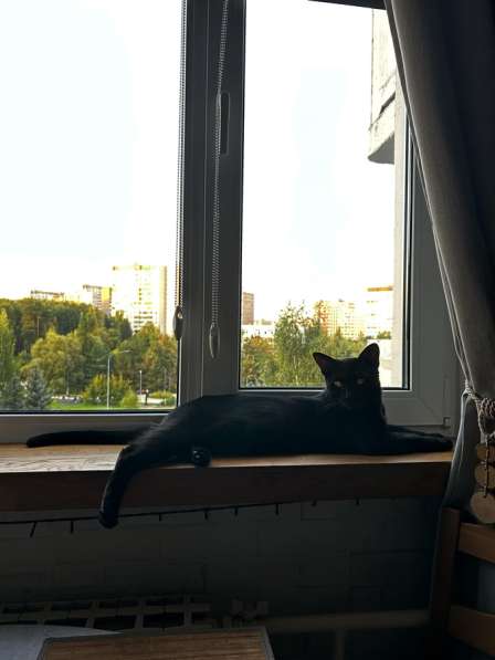 Отдам в добрые руки
