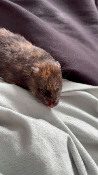 Отдам хомяка в добрые руки