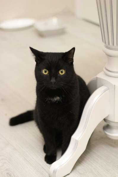 Молодой ласковый котик в Санкт-Петербурге фото 8