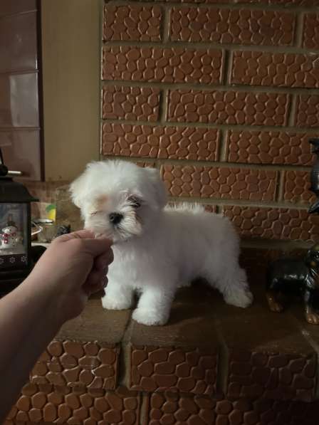 Мальтийская болонка девочка в Перми