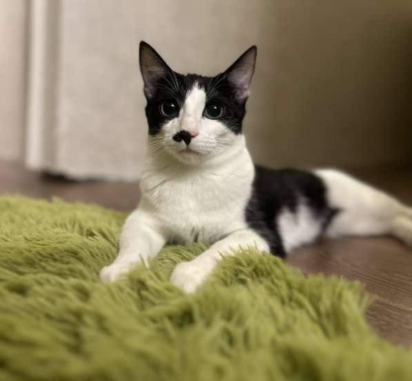 Багира в фото 13