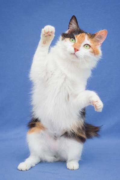 Пушистая трехцветная Ши в дар