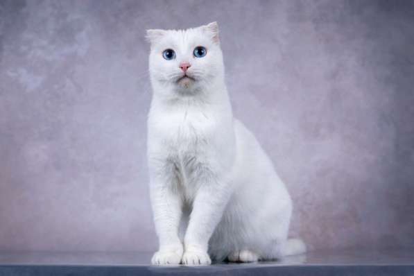 Белая голубоглазая вислоухая кошка Поэзия в дар в Москве фото 4