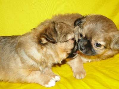 чишки-малыши и малышки в Санкт-Петербурге фото 3